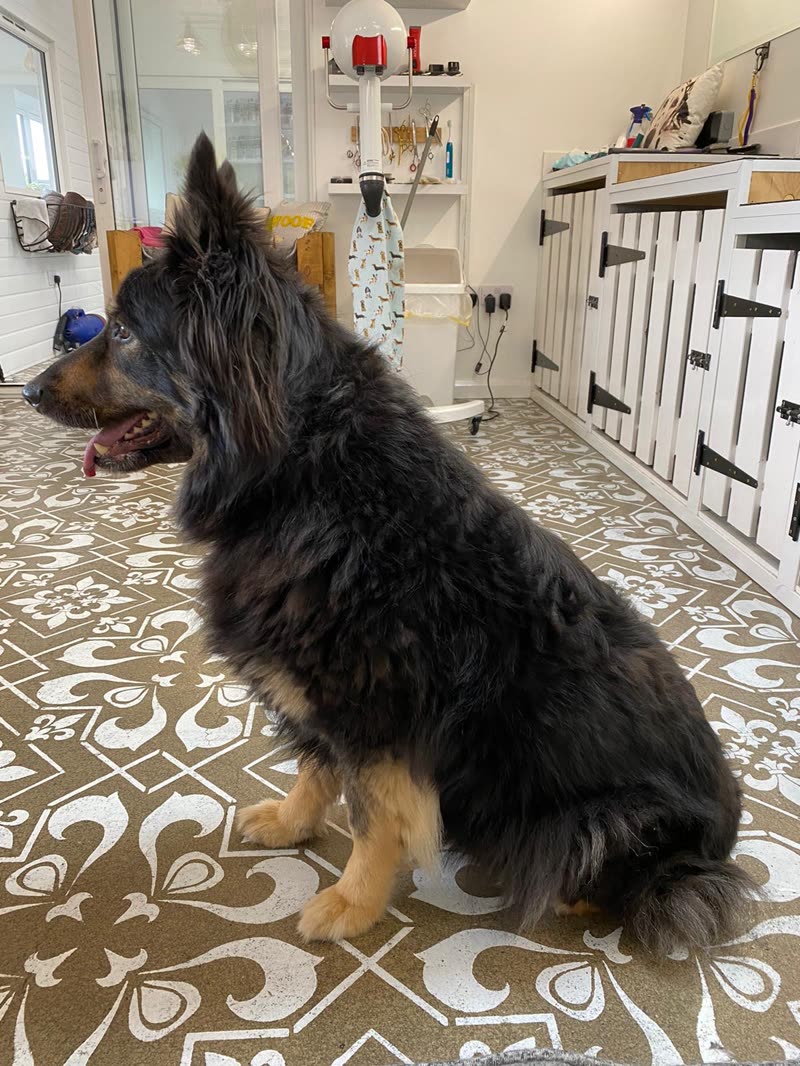 A long-coated German shepherd sitting on patterned tiles inside the grooming salon, shelves and products behind