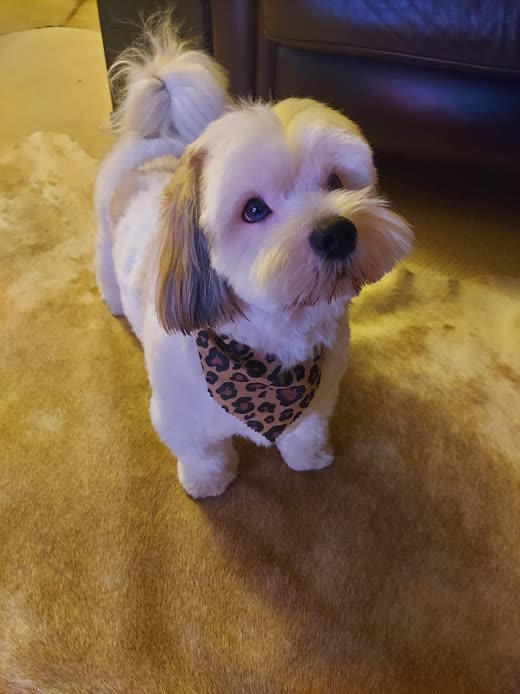 A small white and tan shih tzu cross with a styled topknot and leopard-print bandana