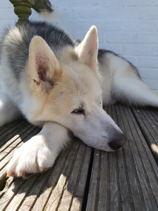 Close crop of a husky puppy's head and thick double coat