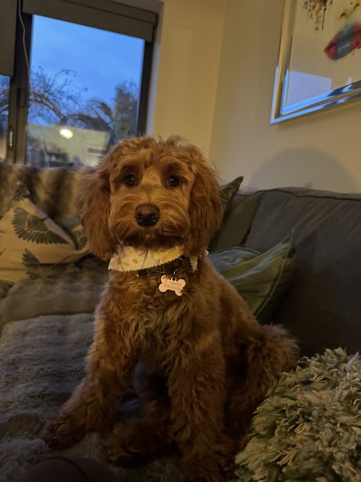 A groomed red cockapoo wearing a collar with a bone tag, sitting on a sofa at home