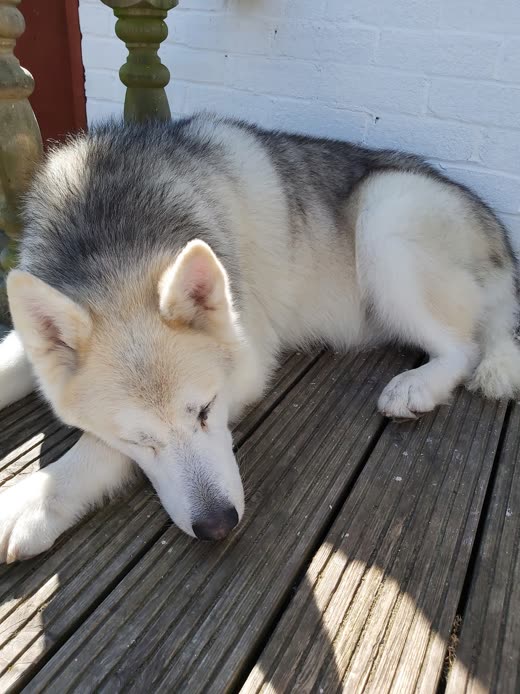 A husky puppy dozing in the sun on wooden decking